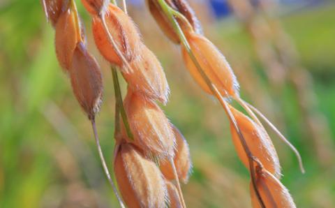 【定期便】令和5年産 極みのはえぬき 5kg（精米）全6回 米 お米 おこめ 山形県 新庄市 F3S-1696