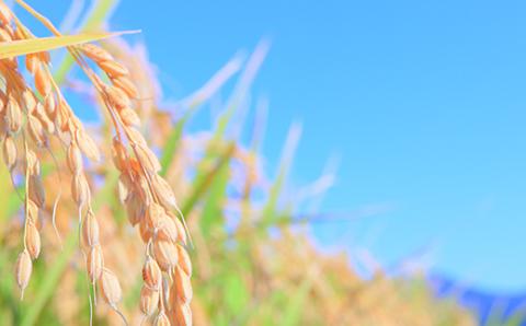 【定期便】令和5年産 漢方栽培 十四代目のササニシキ 5kg（精米）全12回 米 お米 おこめ 山形県 新庄市 F3S-1702