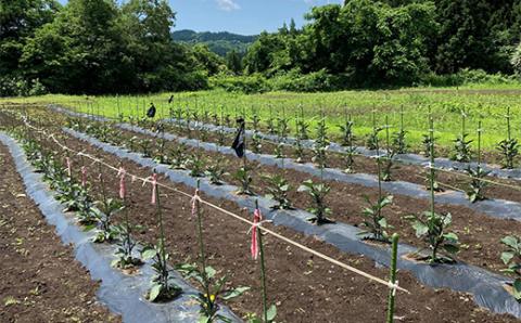 最上伝承野菜「畑なす」約1.5kg（5個～7個程度） ナス 茄子 F3S-1742