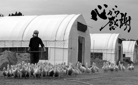 『満天☆青空レストランでご紹介！』もがみの地で育った最上級の鴨 最上鴨 半羽 約500g（むね・もも 各1枚）かも 鴨 鴨肉 鴨鍋 鴨南蛮 鴨焼き 山形県 新庄市 F3S-1411