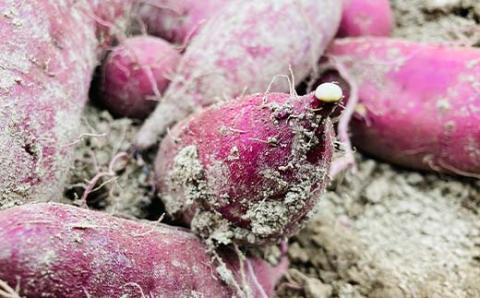 栽培期間中、農薬・化学肥料不使用 ホクホク甘～い『小芋セレクション紅あずま』5kg さつまいも サツマイモ 山形県 新庄市 F3S-1939