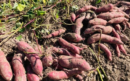 栽培期間中、農薬・化学肥料不使用 ホクホク甘～い『至福の紅あずま』サイズ 中～大混合 5kg さつまいも サツマイモ 山形県 新庄市 F3S-1937