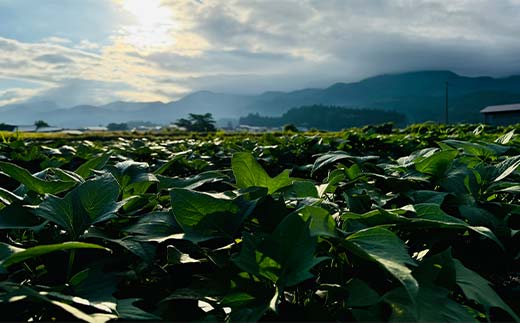 【先行予約】 自然栽培 栗かぐや 1kg（3～5本） さつまいも サツマイモ 芋 山形県 新庄市 F3S-2321
