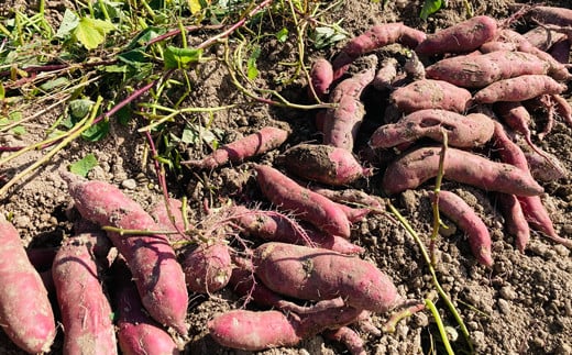 栽培期間中、農薬・化学肥料不使用 ホクホク『紅あずま』サイズ 大～小混合 5kg さつまいも サツマイモ 山形県 新庄市 F3S-2352