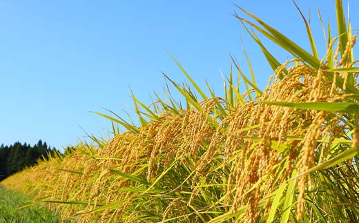 令和7年産 漢方栽培 低温熟成乾燥 十四代目のはえぬき（精米）3kg 米 お米 おこめ 山形県 新庄市 F3S-2407