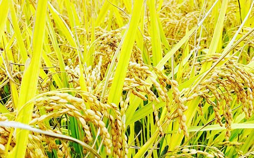 定期便 全3回 極みのササニシキ（精米）5kg 米 お米 おこめ ふるさと納税 山形県 新庄市 F3S-2428