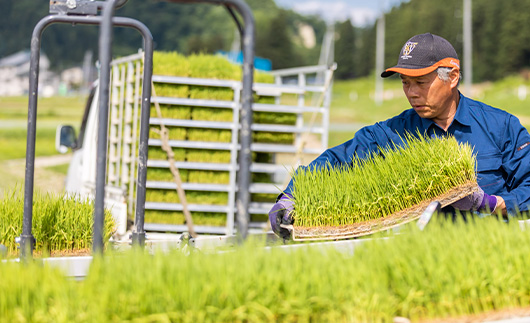 【最上の輝き】コシヒカリ 精米 5kg 米 お米 おこめ 山形県 新庄市 F3S-2533