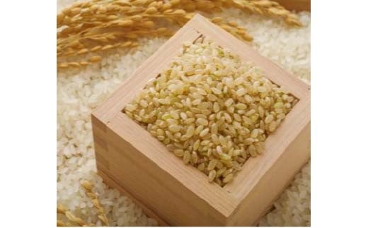 【令和7年産】 山形県産 はえぬき 玄米 10kg（5kg×2） 米 コメ こめ F3S-2549