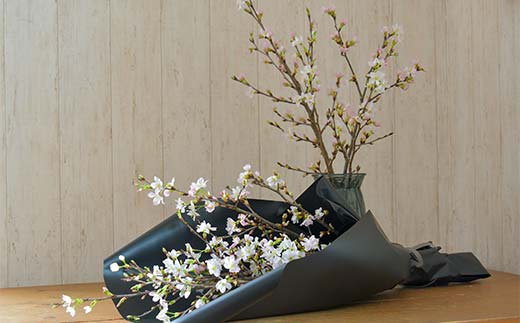 【一足早い春を、雪国新庄から】山形県新庄市産 啓翁桜 切り花（10本程度） F3S-2690