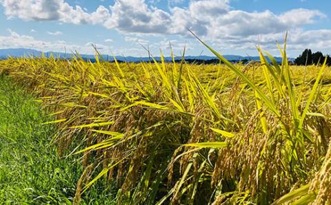先行受付 令和5年産『至福のササニシキ』（精米）5kg 米 お米 おこめ 山形県 新庄市 F3S-1571