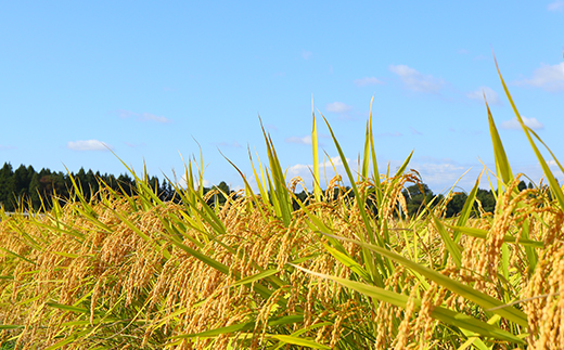 新米令和5年 『定期便』至福のササニシキ（精米）5kg×2袋 全12回 米 お米 おこめ ふるさと納税 山形県 新庄市 F3S-1598