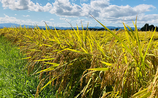 令和5年 『定期便』極みのササニシキ（精米）5kg 全6回 米 お米 おこめ ふるさと納税 山形県 新庄市 F3S-1657