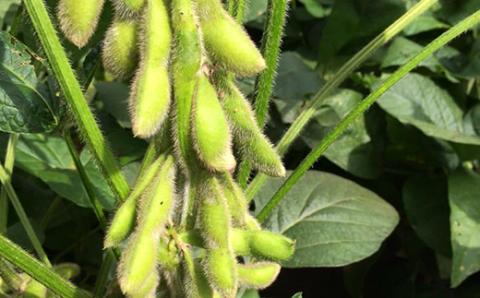 納豆詰め合わせ F3S-1207