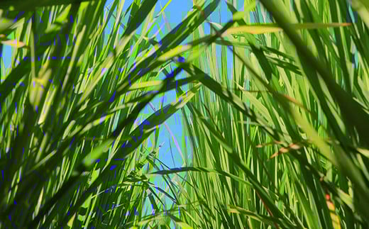 定期便 【先行予約】令和6年産 至福のササニシキ（精米）10kg（5kg×2）×12回 米 お米 おこめ 山形県 新庄市 F3S-2158