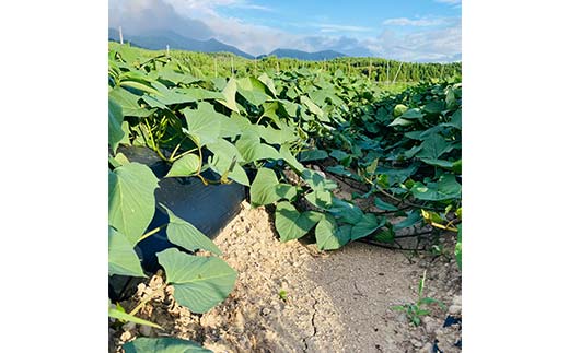 【先行予約】 自然栽培 紅あずま 1kg（3～5本） さつまいも サツマイモ 山形県 新庄市 F3S-2320