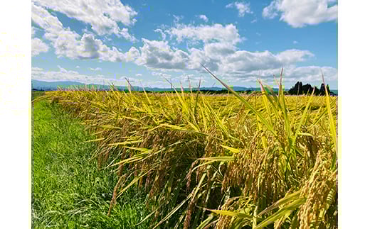 お米マイスター厳選 新庄産米「つや姫」（精米）6kg 2kg×3袋 米 お米 おこめ 山形県 新庄市 F3S-2342