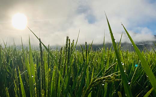 定期便 全6回 極みのササニシキ（精米）3kg 米 お米 おこめ ふるさと納税 山形県 新庄市 F3S-2388