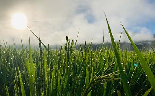 定期便 全12回 極みのササニシキ（精米）3kg 米 お米 おこめ ふるさと納税 山形県 新庄市 F3S-2389