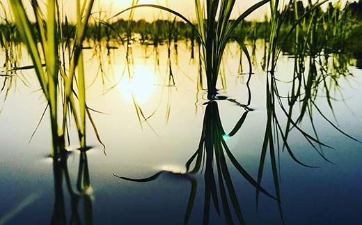 極みのササニシキ（精米） 5kg 米 お米 おこめ 山形県 新庄市 F3S-2431