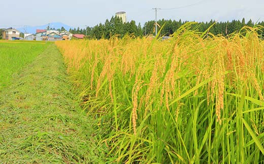 令和7年産 黒澤のはえぬき 5kg 米 お米 おこめ 山形県 新庄市 F3S-2434