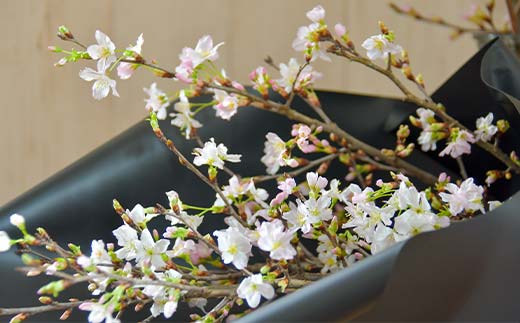 【一足早い春を、雪国新庄から】山形県新庄市産 啓翁桜 切り花（10本程度） F3S-2690