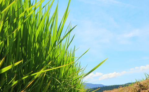 『定期便』厳選ササニシキ5kg 全3回 米 お米 おこめ ふるさと納税 山形県 新庄市 F3S-1396