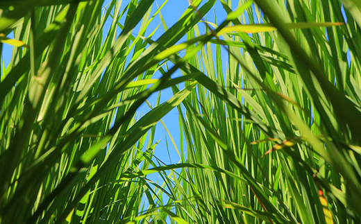 新米令和5年 『定期便』至福のササニシキ（精米）5kg×2袋 全12回 米 お米 おこめ ふるさと納税 山形県 新庄市 F3S-1598