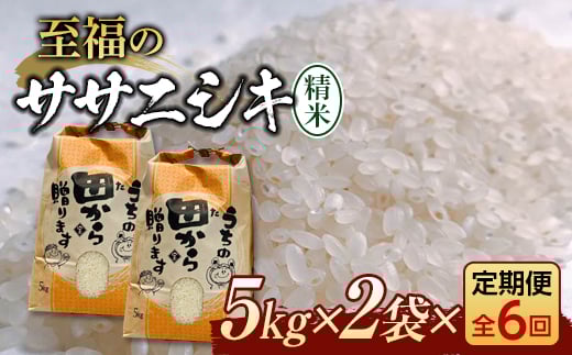 定期便 【先行予約】令和6年産 至福のササニシキ（精米）10kg（5kg×2）×6回 米 お米 おこめ 山形県 新庄市 F3S-2157