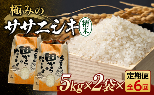定期便 【先行予約】令和6年産 極みのササニシキ（精米）10kg（5kg×2）×6回 米 お米 おこめ 山形県 新庄市 F3S-2166