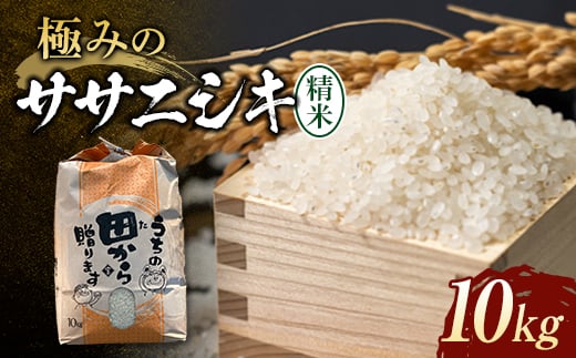【先行予約】 令和6年産 極みのササニシキ（精米） 10kg 米 お米 おこめ 山形県 新庄市 F3S-2168