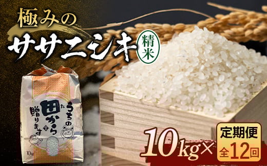 定期便 【先行予約】令和6年産 極みのササニシキ（精米）10kg×12回 米 お米 おこめ ふるさと納税 山形県 新庄市 F3S-2171