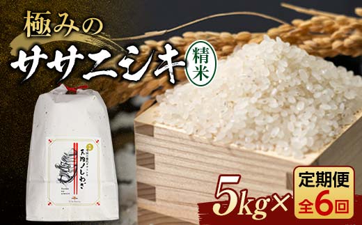 定期便 全6回 極みのササニシキ（精米）5kg×6回 米 お米 おこめ ふるさと納税 山形県 新庄市 F3S-2418