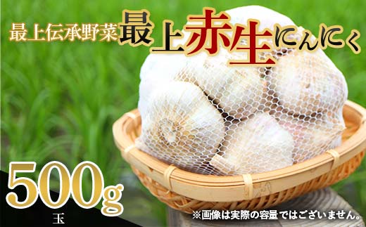 《2026年発送》 最上伝承野菜 【最上赤生にんにく】 500g（玉） 生にんにく ニンニク 薬味 ガーリック 野菜 F3S-2481