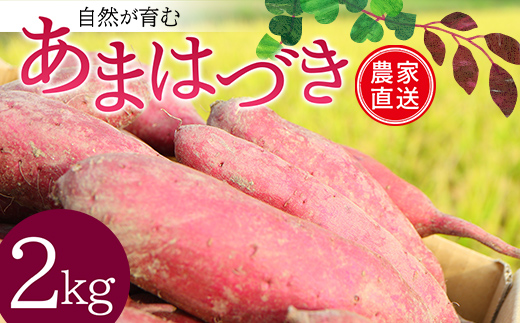 <2026年秋収穫分 先行予約> 自然が育む『あまはづき』2kg さつまいも サツマイモ 芋 F3S-2617
