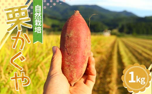 【先行予約】 自然栽培 栗かぐや 1kg（3～6本） さつまいも サツマイモ 芋 山形県 新庄市 F3S-2636