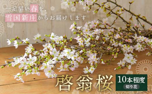 【一足早い春を、雪国新庄から】山形県新庄市産 啓翁桜 切り花（10本程度） F3S-2690