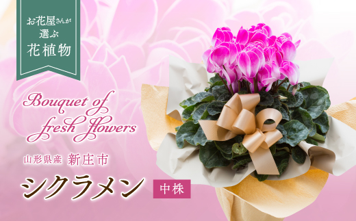 お花屋さんが選ぶ花植物 シクラメン 中株 花 お花 フラワー ギフト 贈り物 贈答 プレゼント 山形県 新庄市 F3S-0290