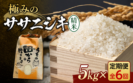 令和5年 『定期便』極みのササニシキ（精米）5kg 全6回 米 お米 おこめ ふるさと納税 山形県 新庄市 F3S-1657