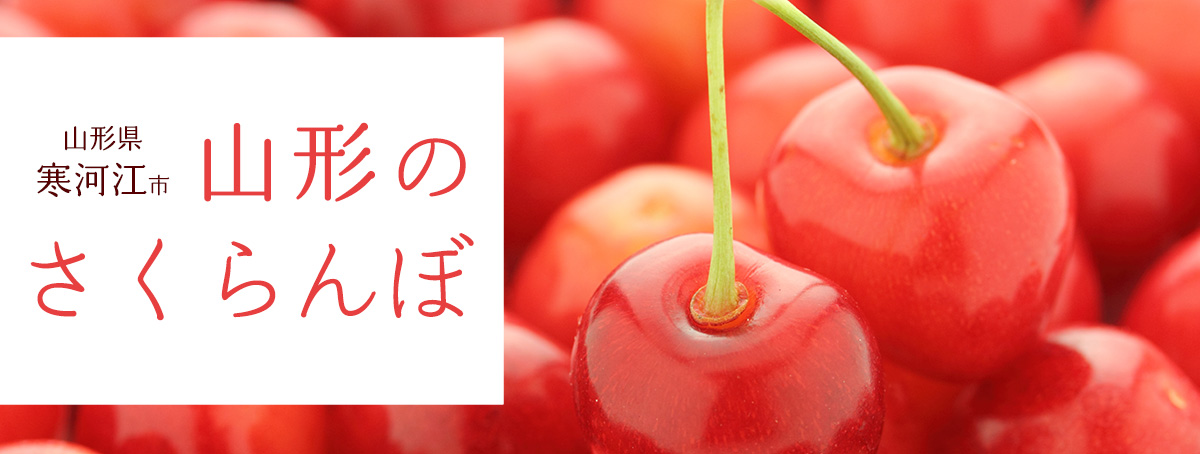 《先行予約開始！》【山形のさくらんぼ】寒河江市ふるさと納税