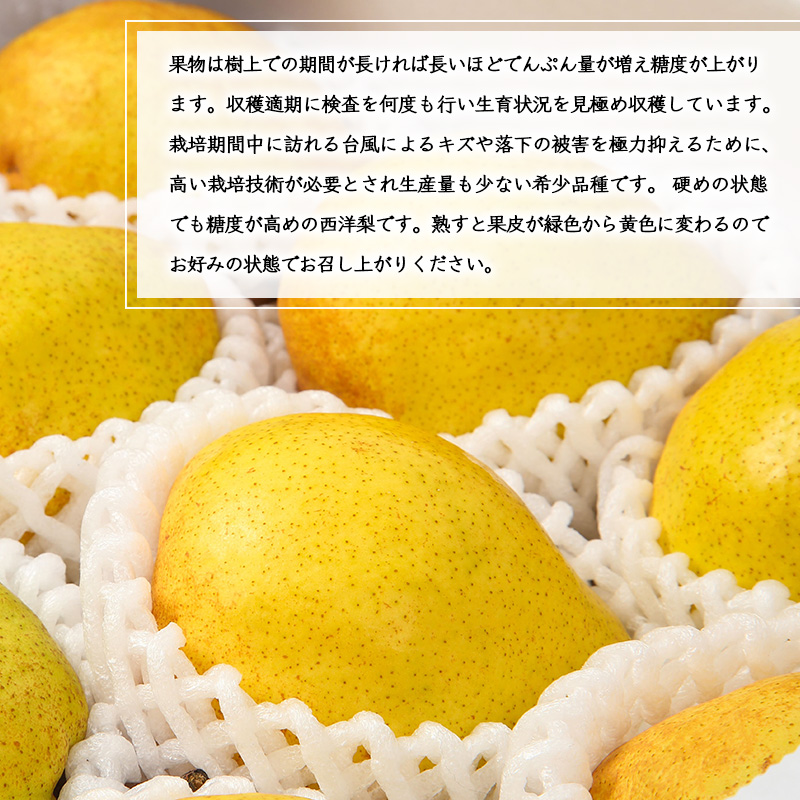 《先行予約》令和8年産 洋梨 ラ・ネージュ 2kg（5 - 10玉） 秀品以上 《化粧箱入り》 サイズおまかせ 山形県産 2026年産【2026年11月下旬頃から12月下旬頃発送予定】　012-B-AF006