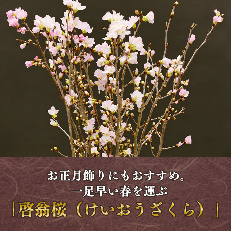 【2025年12月下旬頃発送】啓翁桜 計10本（80cm×10本）【日付指定不可】 山形県産 山形産 お取り寄せ 特産 フラワー アレンジメント 華道 生け 花 正月 新年 飾り 冬 春 雪 花見 和室 玄関 床の間 植物 観賞用　013-K-JA003