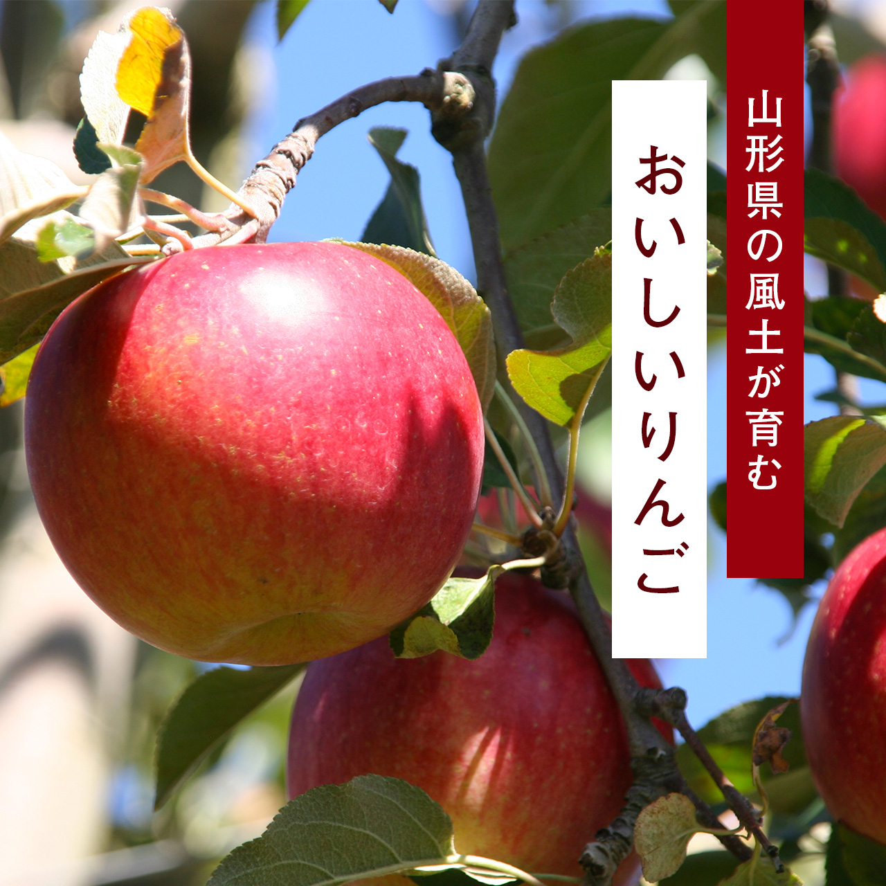 《先行予約》 令和8年産 りんご 2種セット サンふじ・シナノゴールド 秀品 合計 3kg（7 - 9玉） 山形県産 【2026年11月下旬頃より順次発送予定】2026年産 山形産　015-B-JF004 りんご：サンふじ(4 - 6玉)・シナノゴールド(3玉)　秀品 計3kg（7 - 9玉）