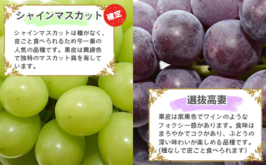 《先行予約》令和8年産 シャインマスカットと人気のぶどう 食べ比べ セット 計2房（計1kg以上）品種おまかせ 山形県産 2026年産【2026年9月中旬頃から11月頃発送予定】　015-B-JF013