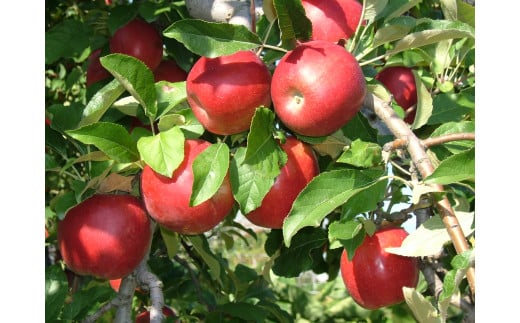 【りんご】「サンふじ」3kg 秀品 （8 - 11玉）秀品 山形産 【2025年12月上旬頃から2026年1月中旬頃発送予定】　012-B-MM027 3kg （8 - 11玉）