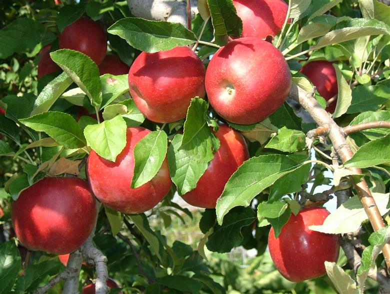 秀品 小玉りんご「サンふじ」 10kg （40 - 50玉入）【2026年1月上旬頃～下旬頃発送予定】　018-B-MM035 10kg （40 - 50玉入）