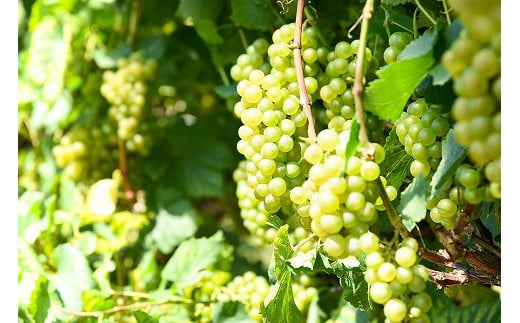 【ワイナリー直送】白ワイン キングセルビー シャルドネ 辛口 12本セット（720ml×12本） KING SELBY　096-E-MM046