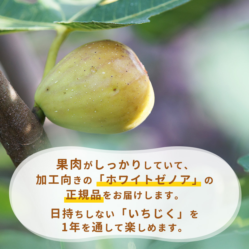 加工用 フローズン いちじく 1kg（ 500g × 2袋 ） 【2025年9月中旬から12月頃発送予定】　010-G-YW003