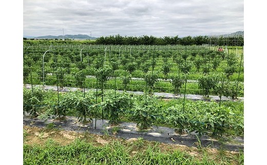 《無農薬栽培唐辛子使用》旨辛せんべい『こころ辛（から）』6袋セット 【思いやり型返礼品】就労継続支援Ａ型事業所支援品　010-G-BK009