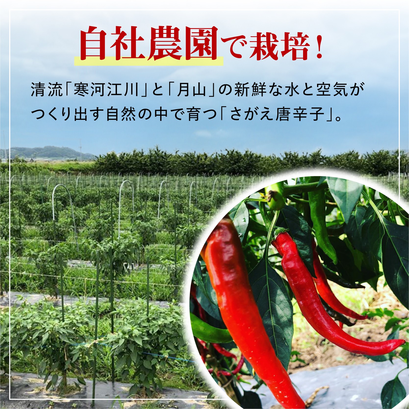 国産の唐辛子で作った 一味唐辛子 「さがえ唐辛子 旨辛」 15g × 1本　0025-G-BK027 ／ 唐辛子 スパイス 香辛料 調味料 国産 自社農園 福祉 支援 お取り寄せ 山形産 山形県産 山形県 寒河江市