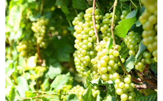 「月虎 シャルドネ」 白ワイン 辛口 （720ml×1本）　018-E-CK016